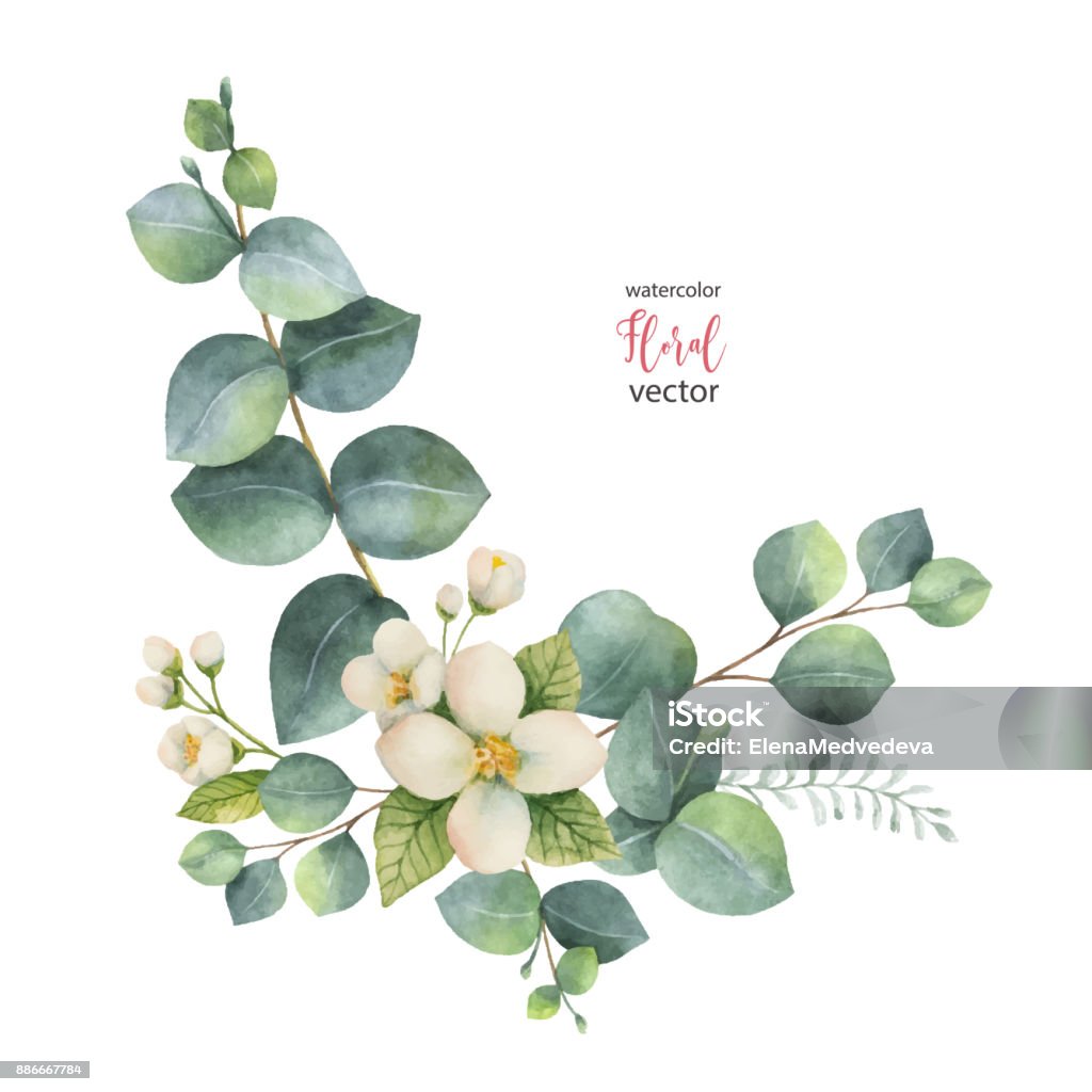 Watercolor vector wreath with green eucalyptus leaves and Jasmine. Watercolor vector wreath with green eucalyptus leaves and Jasmine. Spring or summer flowers for invitation, wedding or greeting cards. Jasmine stock vector