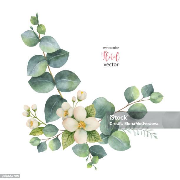 Watercolor Vector Wreath With Green Eucalyptus Leaves And Jasmine Stock Illustration - Download Image Now