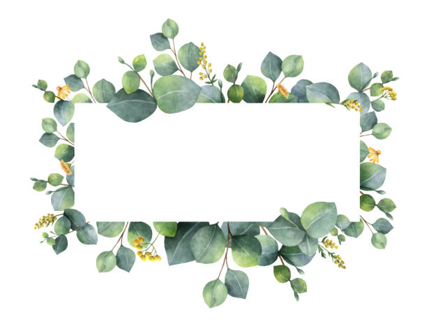 венок акварели с зелеными листьями эвкалипта и ветвями. - eucalyptus tree plants isolated objects nature stock illustrations