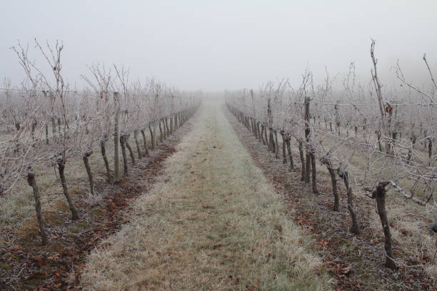 december morning in the vines bordeaux wine region france