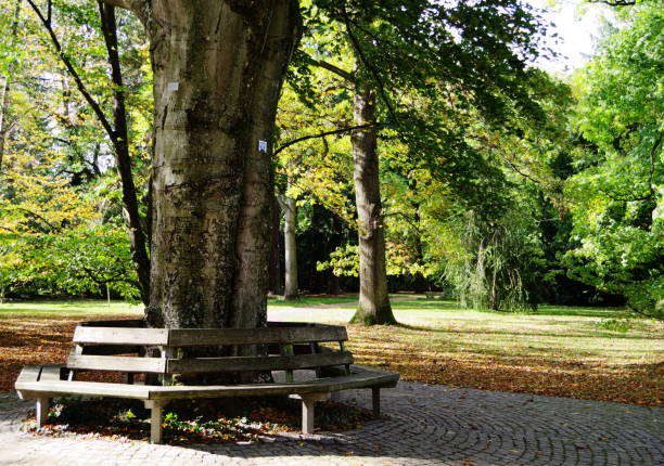 istock Trees in autumn with park bench 886673062