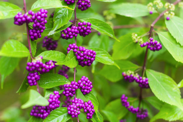 beautiful beautiberry fruits in the garden