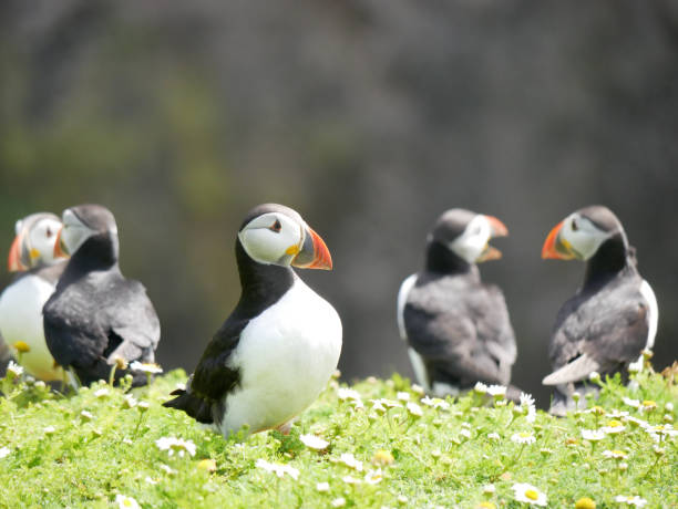 istock Puffins on Skomer Island 886676870