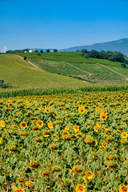 Landscape near Loreto Aprutino (Pescara, Abruzzi, Italy) at summer