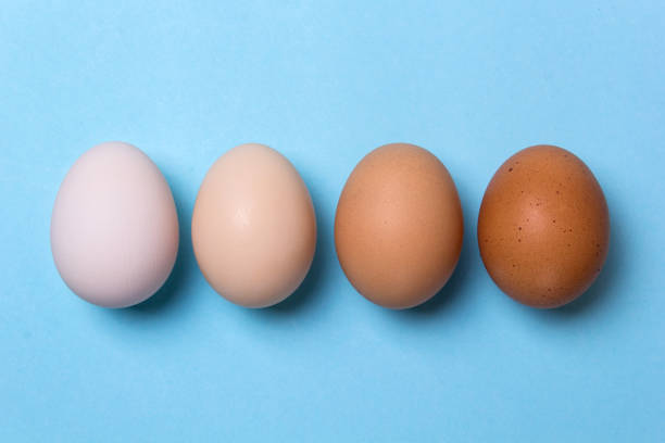 istock Four chicken eggs of different colors. How to choose the right eggs when buying. 886679580