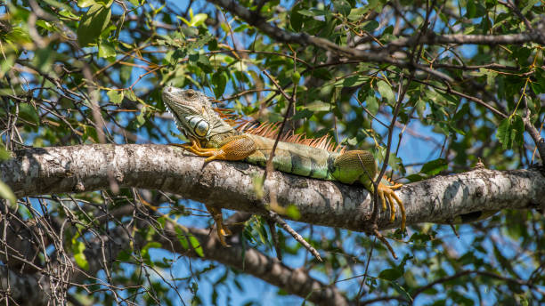 istock Iguana is a genus of herbivorous lizards 886684930