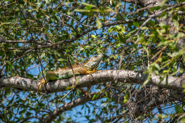 istock Iguana is a genus of herbivorous lizards 886684934