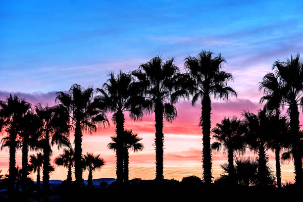 istock silhouettes of palm trees 886685274