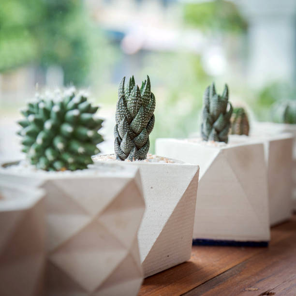 istock cactus in white pot on wood 886685298