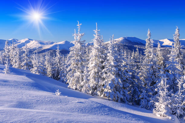 istock snow cowered firs 886685444