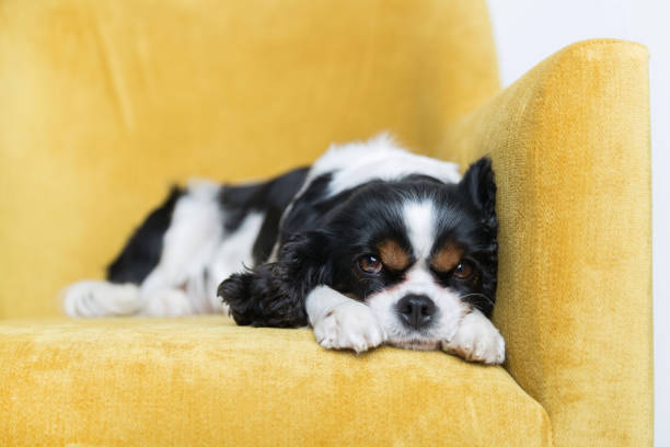 istock portrait of a dog 886688782