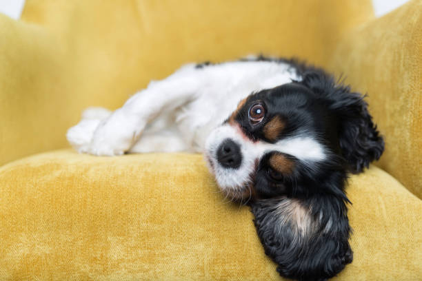 istock portrait of a dog 886688786