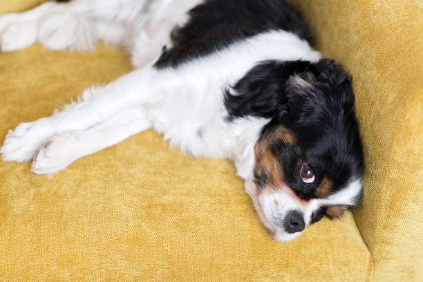 istock portrait of a dog 886688788