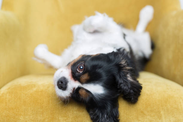 istock portrait of a dog 886688792
