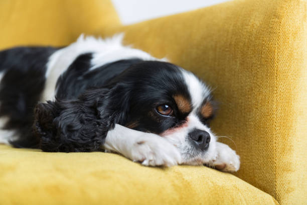 istock portrait of a dog 886688794