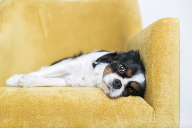 istock portrait of a dog 886688798