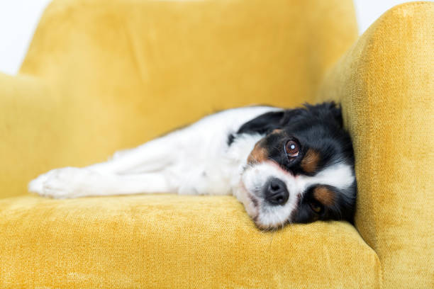 istock portrait of a dog 886688800