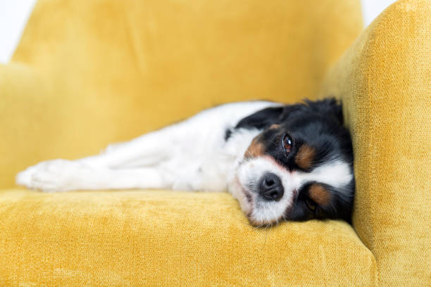 istock portrait of a dog 886688802