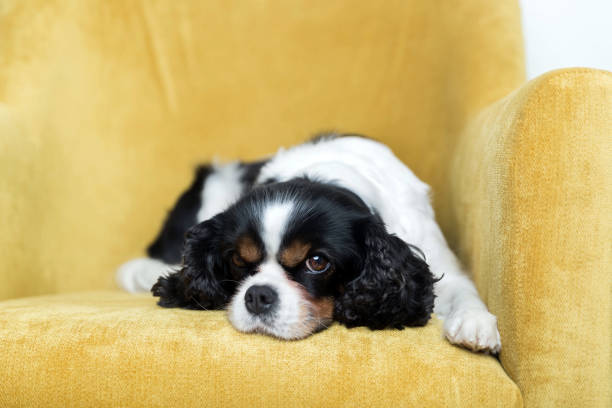 istock portrait of a dog 886688804