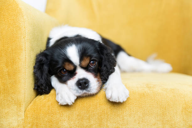istock portrait of a dog 886688816
