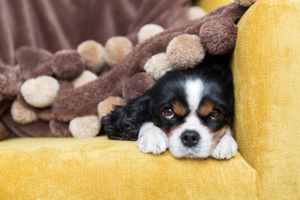 istock portrait of a dog 886689056