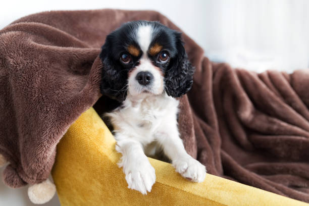 istock portrait of a dog 886689060