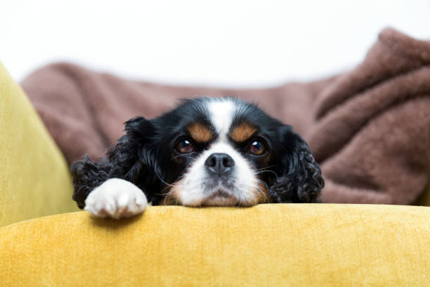 ritratto di un cane - cavalier foto e immagini stock