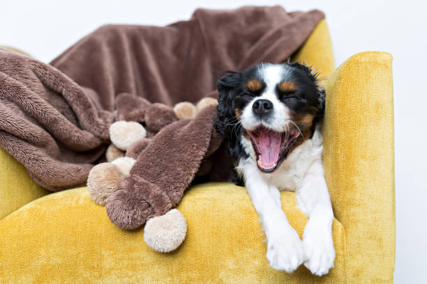istock portrait of a dog 886689066