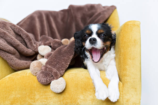 portrait of a dog
