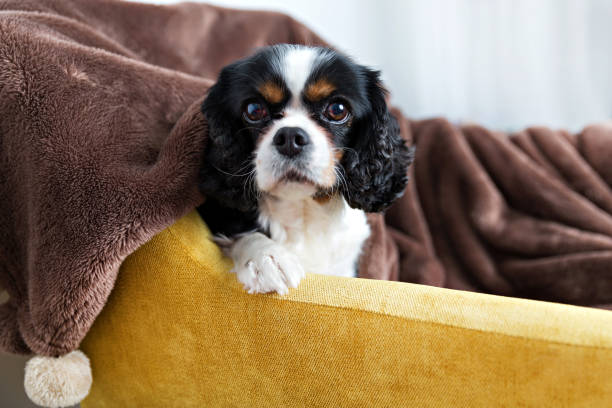 istock portrait of a dog 886689070