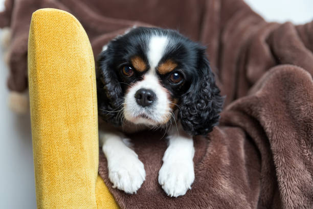 istock portrait of a dog 886689074