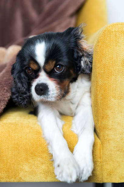 istock portrait of a dog 886689076