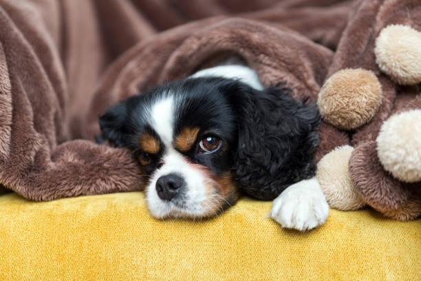istock portrait of a dog 886689086