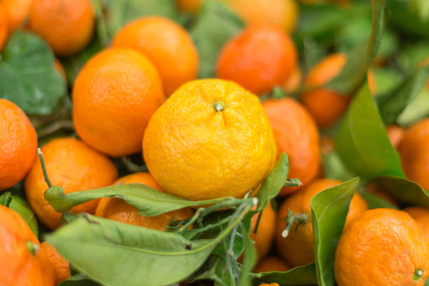 istock fresh chinese oranges with green leafs 886689144