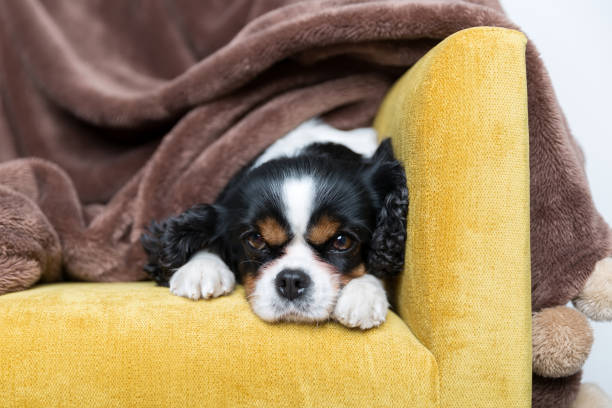istock portrait of a dog 886689278
