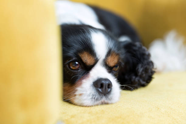 istock portrait of a dog 886689280