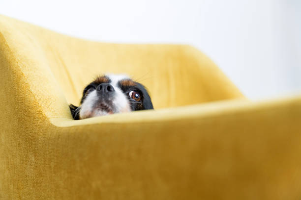 portrait of a dog
