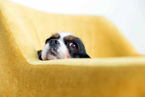 istock portrait of a dog 886689288