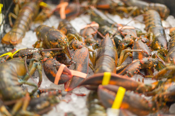 istock Ice cubes and raw lobster. Lobster with bands on claws. 886689372