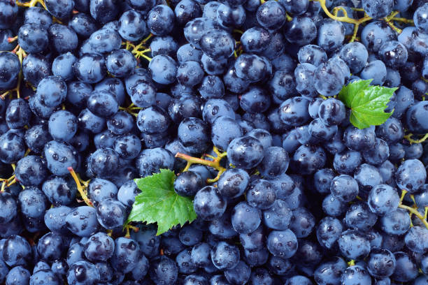 istock Grape background. Grape with drops. Macro. Food background. Dark grape. Blue grape. Wine grape. 886693722