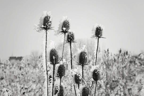 istock Frozen plant covered with hoarfrost or rime 886694338