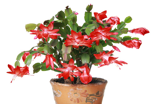 Schlumbergera flower in a pot on a white background