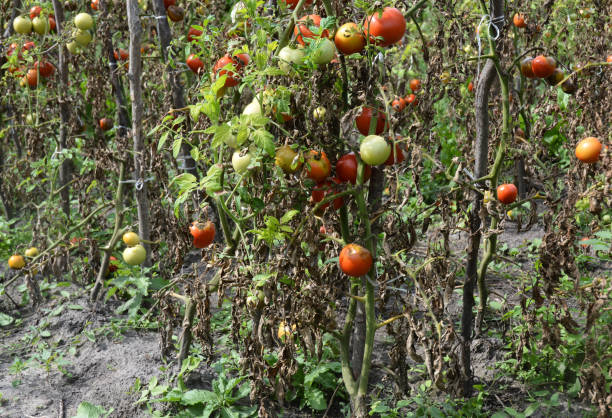 istock Tomatoes get sick by late blight or Phytophthora. 886698014