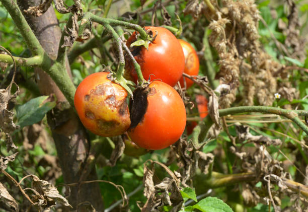 phytophthora infestans est un oomycète qui provoque la maladie de grave tomates connue comme le mildiou ou le mildiou. - beaten up photos et images de collection