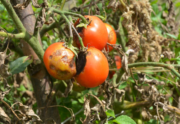 Phytophthora infestans is an oomycete that causes the serious tomatoes disease known as late blight or potato blight. Phytophthora infestans is an oomycete that causes the serious tomatoes disease known as late blight or potato blight. bad condition stock pictures, royalty-free photos & images