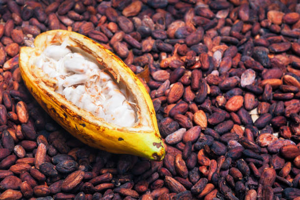 istock Opened ripe cocoa pod on drying raw beans background 886701386
