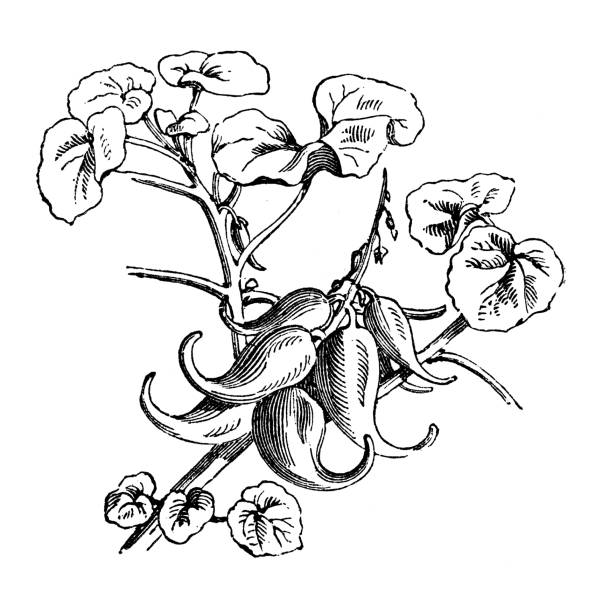 illustrazioni stock, clip art, cartoni animati e icone di tendenza di botanica piante di verdure antica illustrazione incisione: proboscidea (artiglio del diavolo, corno del diavolo, corno di ariete, pianta di unicorno) - artiglio del diavolo illustrazioni