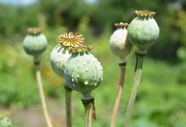 opium poppy. close up on papaver somniferum, the opium poppy cultivation - poppy field imagens e fotografias de stock