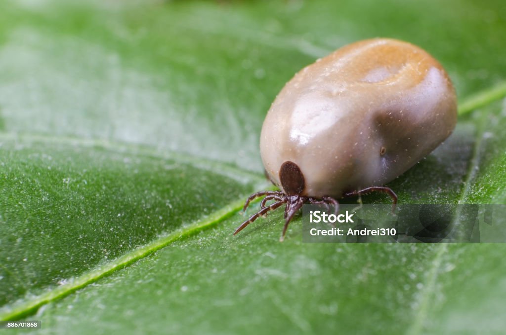 Filled With Blood The Tick Sits On A Green Leaf Stock Photo - Download Image Now - Above, Acari, Animal - iStock Filled With Blood The Tick Sits On A Green Leaf Stock Photo - Download Image Now - Above, Acari, Animal - iStock