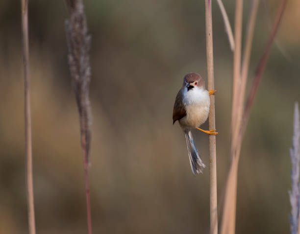istock Yellow-eyed babbler 886711428